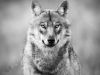 among-the-wolves