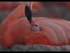 flamingos-life-after-the-meteorite