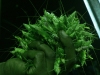 grasshopper-republic