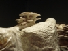 mushroom-speaks