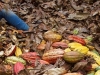 setting-the-bar-a-craft-chocolate-origin-story
