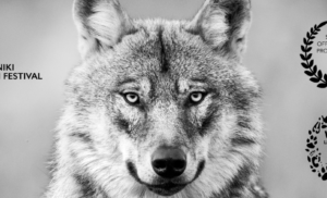 WOLVES (1)