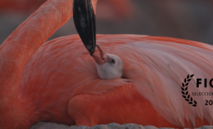 flamingos